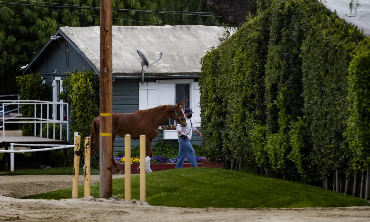 A racehorse is led back to its stable Saturday at Santa Anita Park, where horse racing has been shut down but life around the backstretch goes on during the COVID-19 pandemic.