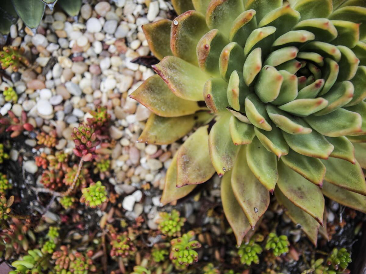 Use rock, gravel or decomposed granite for succulent gardens. If you mix succulents and non-succulents, use a wood-based mulch.