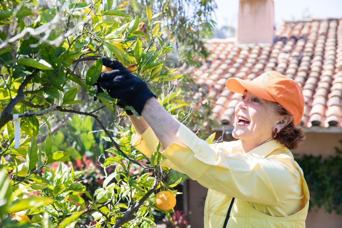 ProduceGood donor and advisor Margaret Citron harvests fruit at Rancho Valencia on the morning of March 26.
