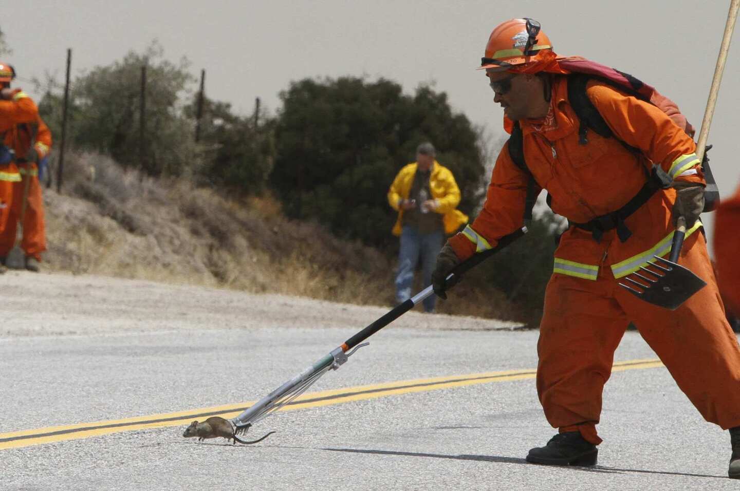 Wildfires and wildlife