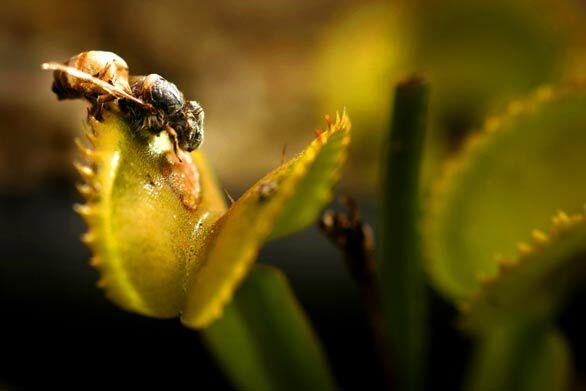 Carnivorous plants