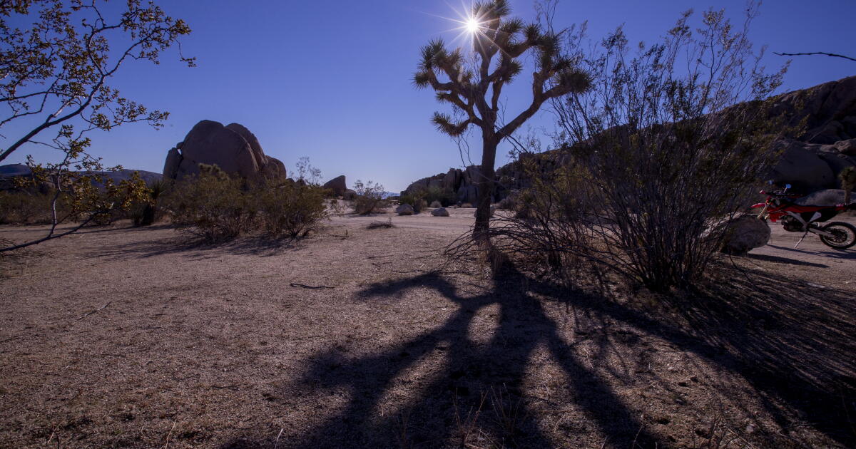 Teile des Joshua-Tree-Nationalparks sind am Wochenende des 4 ...