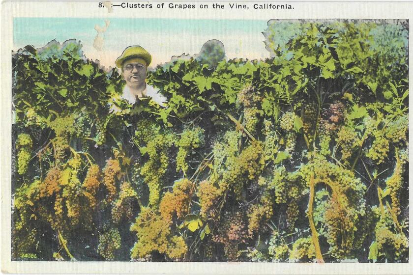 A man's face is just visible through abundant grapes on the vine.