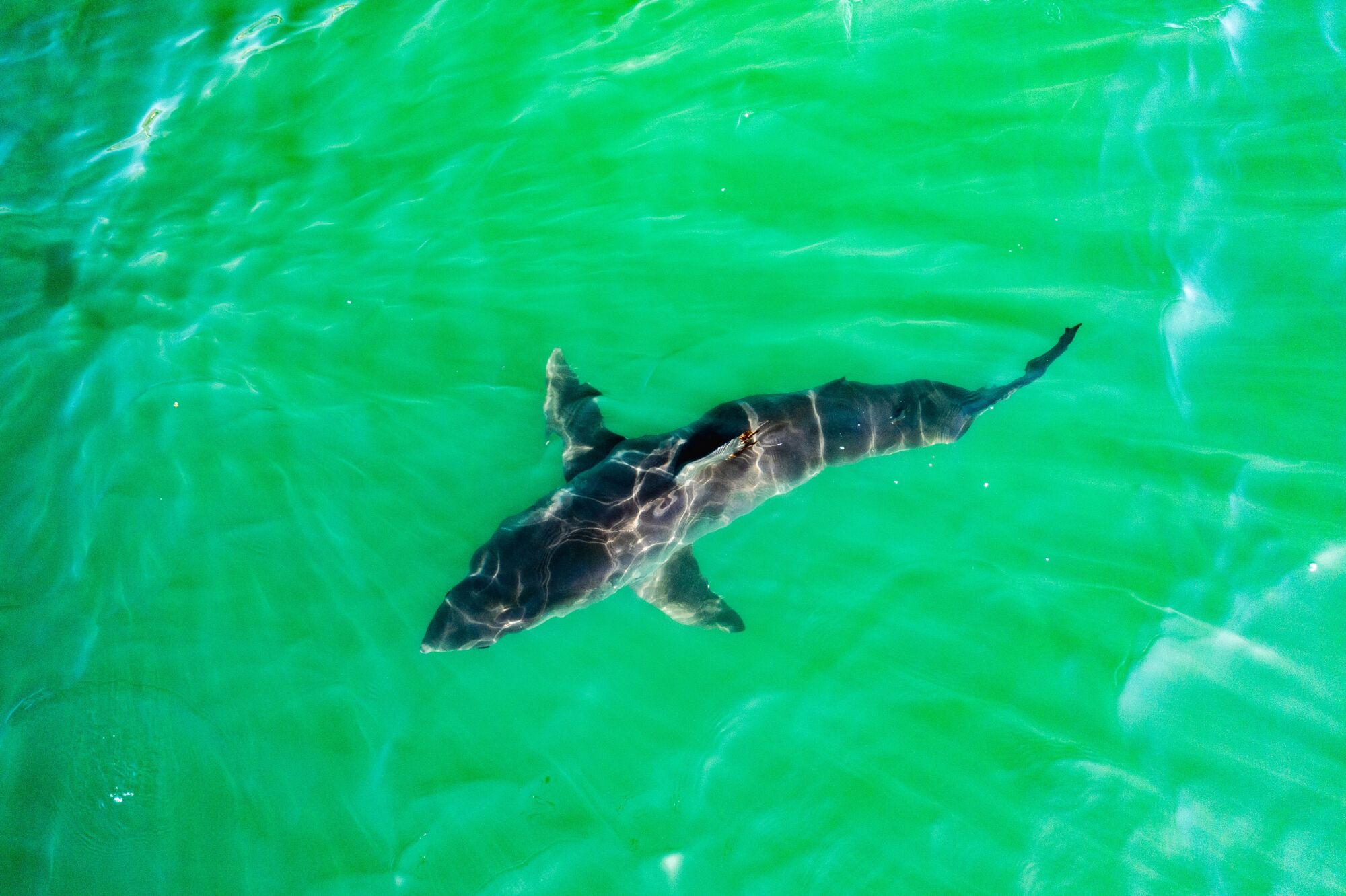An image of a shark off the Southern California coast 