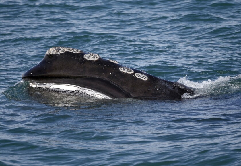 FILE - In this March 28, 2018, file photo, a North Atlantic right whale feeds on the surface of Cape Cod bay off the coast of Plymouth, Mass. The profitable U.S. lobster fishery will soon have to contend with new rules designed to protect the endangered species of whale, and that could necessitate major changes for fishermen. (AP Photo/Michael Dwyer, File)