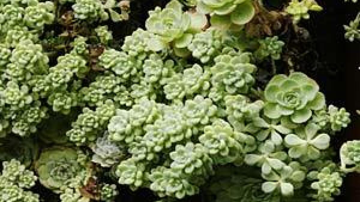 Sedums A Low Water Grass Alternative That Can Cover Lots Of Ground Los Angeles Times