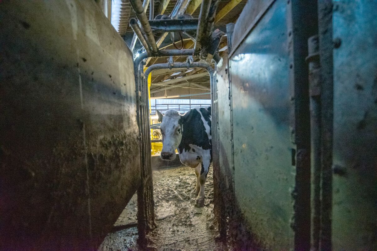 A cow standing in mud looking into a metal stall in the documentary “Cow.”