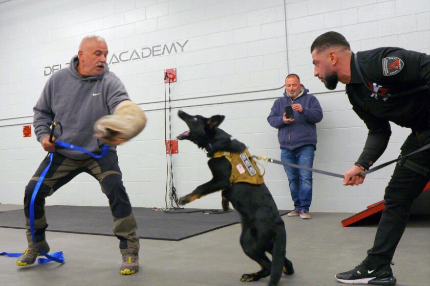 Delta K9 training of elite protection dogs.
