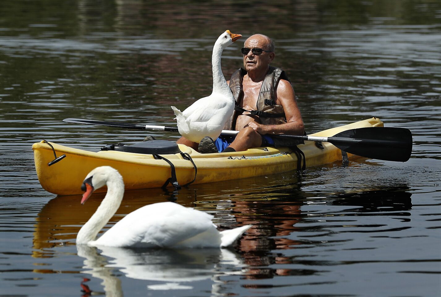 Gary Snyder rides a kayak with what he believes is a gander that he befriended at Lake Balboa in Van Nuys. Snyder said that he first met the bird while walking around the lake about a month ago. He said that since then, the gander joins him for rides about twice a week.