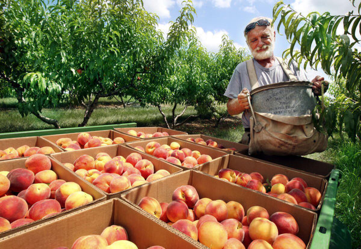 Bill Cline boxes Star Fire peaches Monday in an orchard at Cline's Farm in Clear Brook, Va.