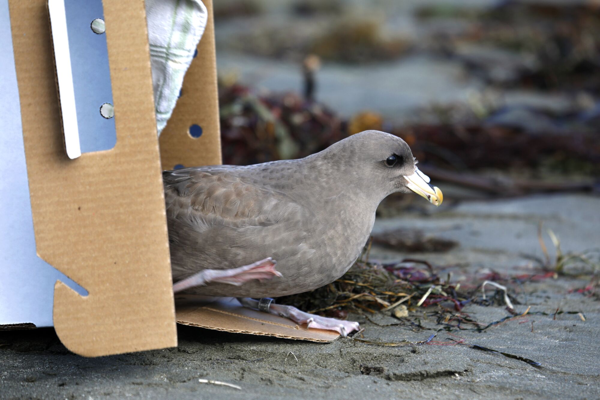 A northern fulmar is released back into the wild at Doran Beach in Bodega Bay.
