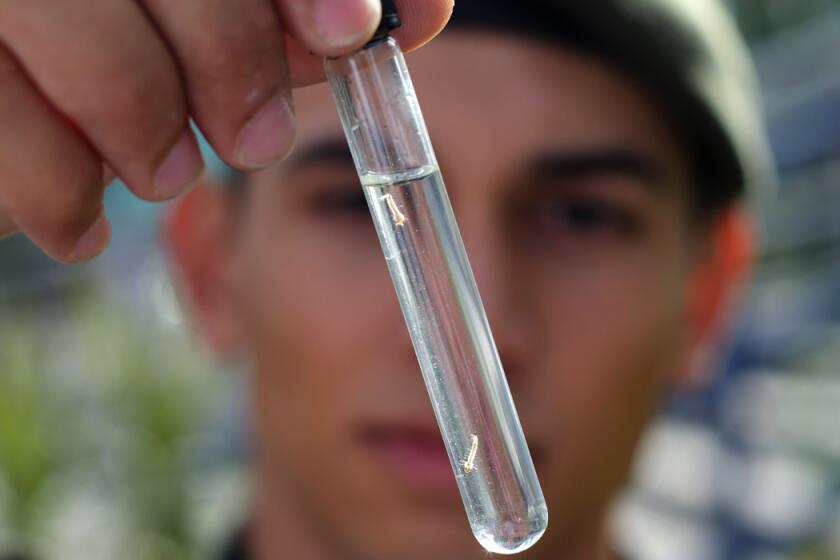 A Brazilian soldier shows larvae of the Aedes aegypti mosquito. The crisis over the mosquito-borne Zika virus should abate by the Summer Olympics in Rio de Janeiro, an international health official said.