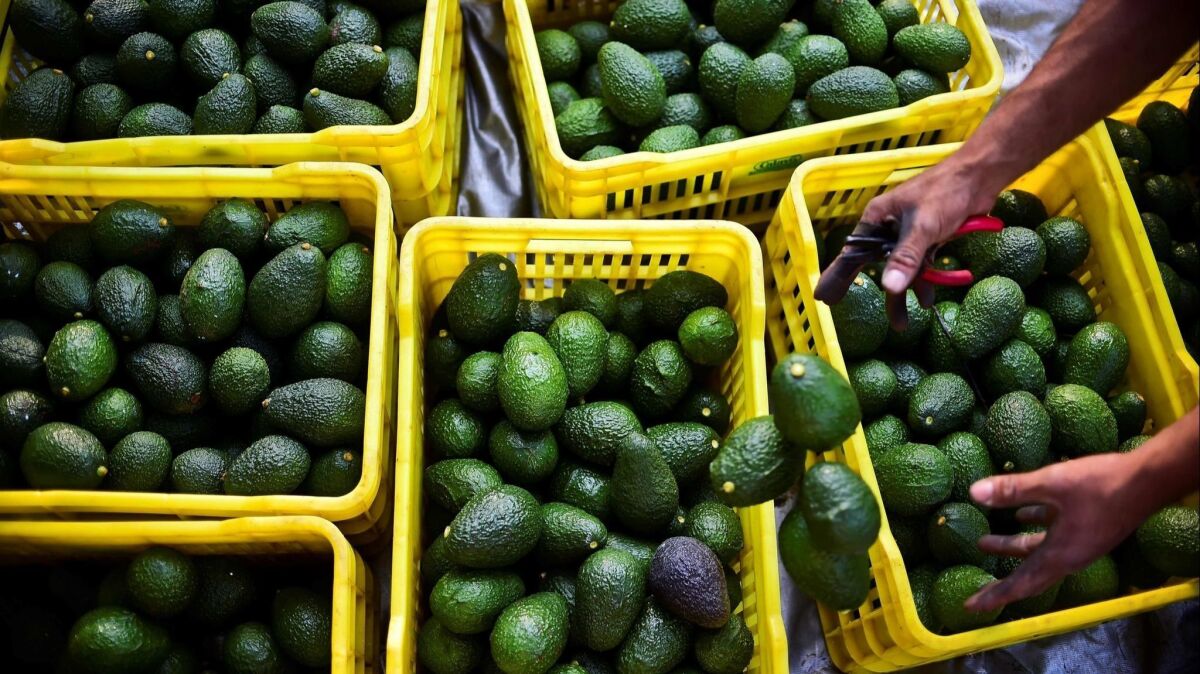 A farmer harvests avocados at an orchard in Uruapan, Michoacan State, Mexico in October 2016.