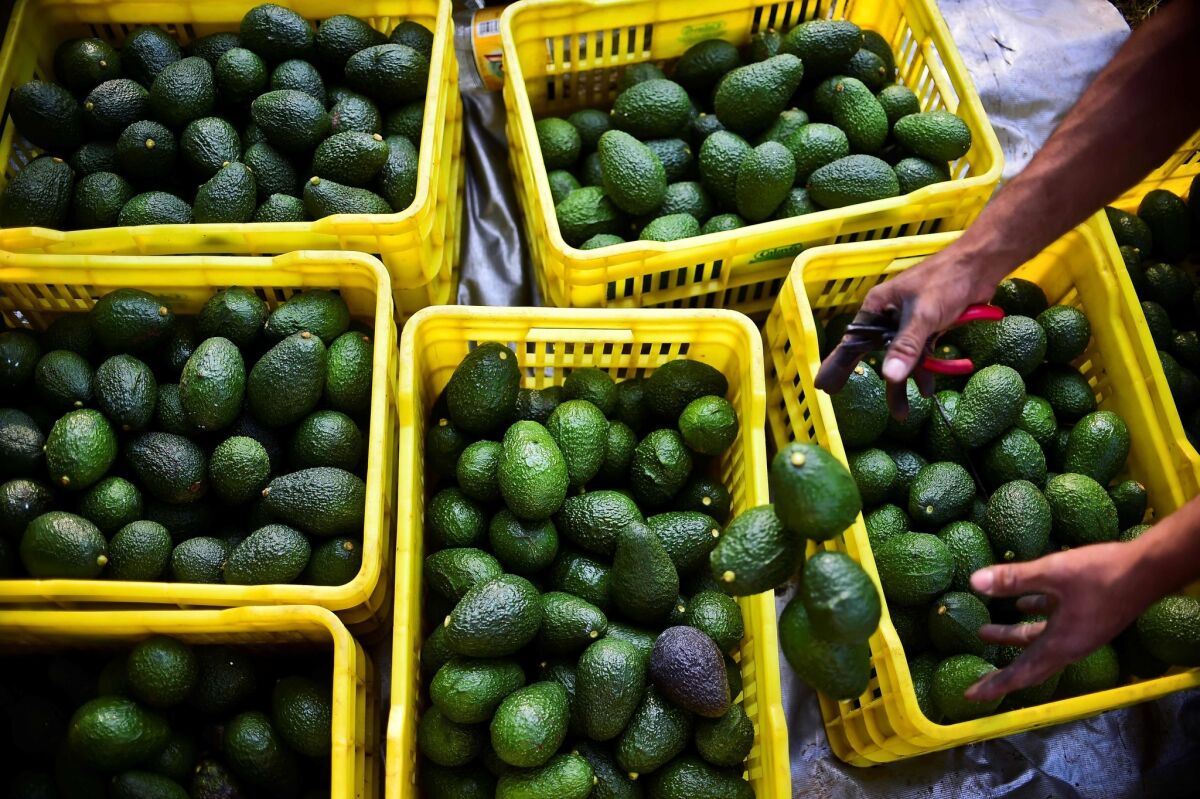 A farmer harvests avocados at an orchard in Mexico.