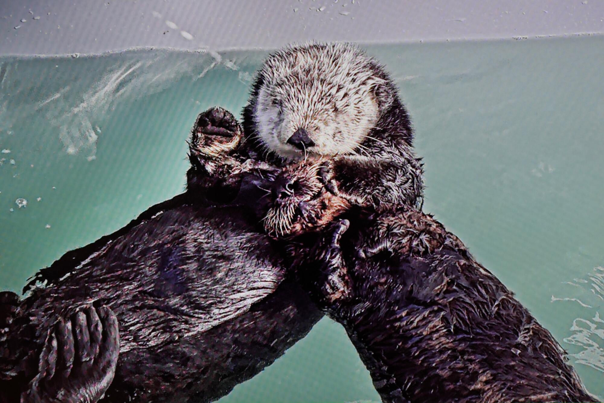 A photo from a television screen of a 4-month-old otter pup, named 968, right, with Millie in a special sea otter habitat.