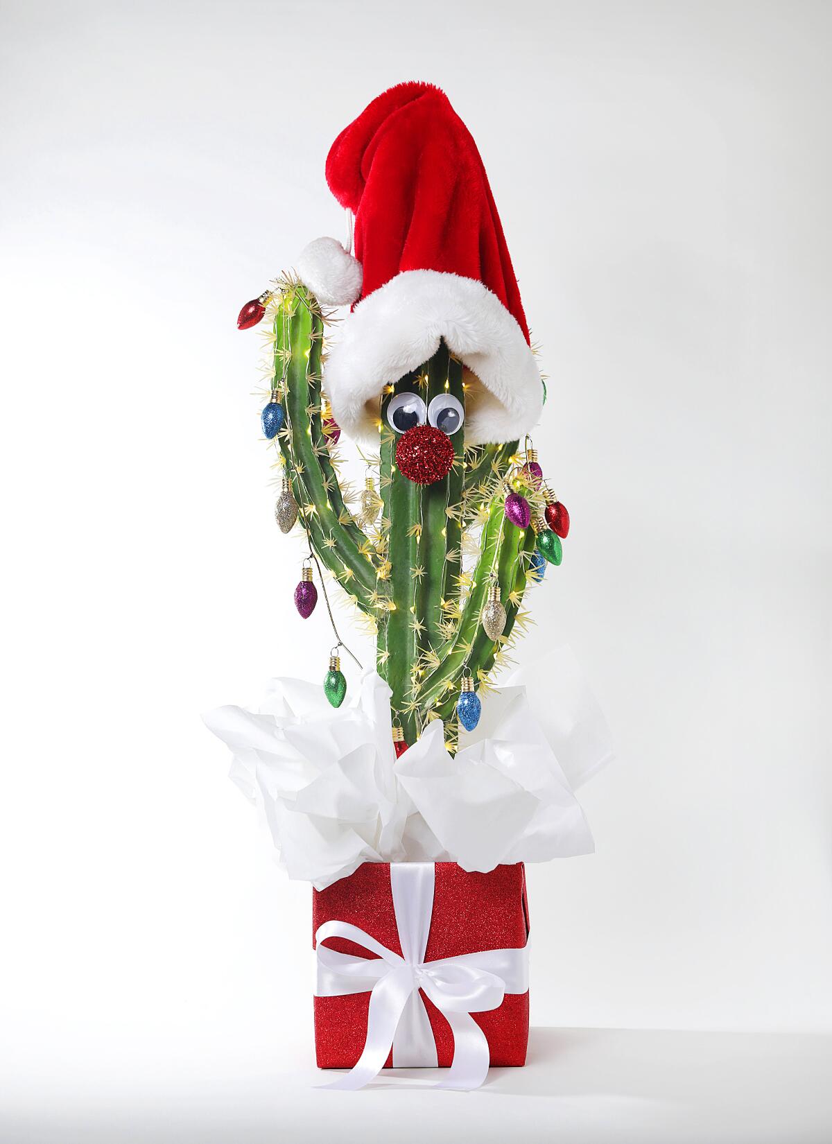 The googly-eyes holiday cactus
