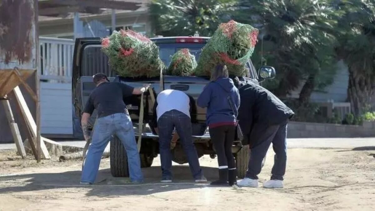 Christmas trees can be recycled San Diego County.