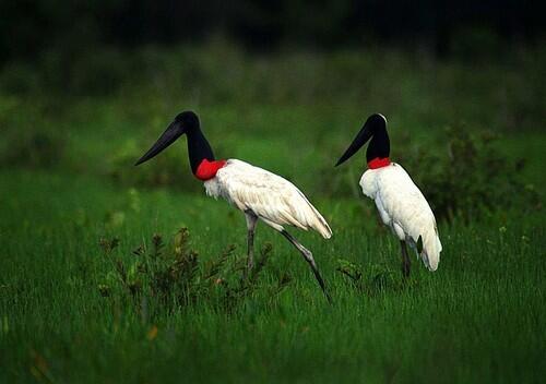 Two Tuiuiu birds, symbols of the Brazilian Pantanal wetlands, search for food.