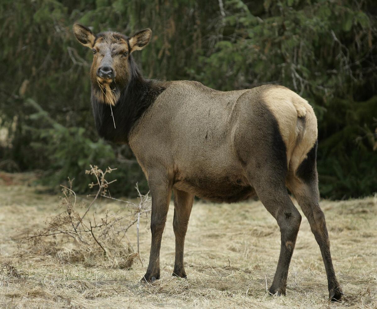 Named for Theodore Roosevelt, the Roosevelt elk is the largest in North America.