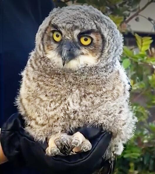 ?url=https%3A%2F%2Fcalifornia times brightspot.s3.amazonaws.com%2F2f%2Fde%2F939ebae44492936bfaa99f53f927%2Fscreenshot baby owl