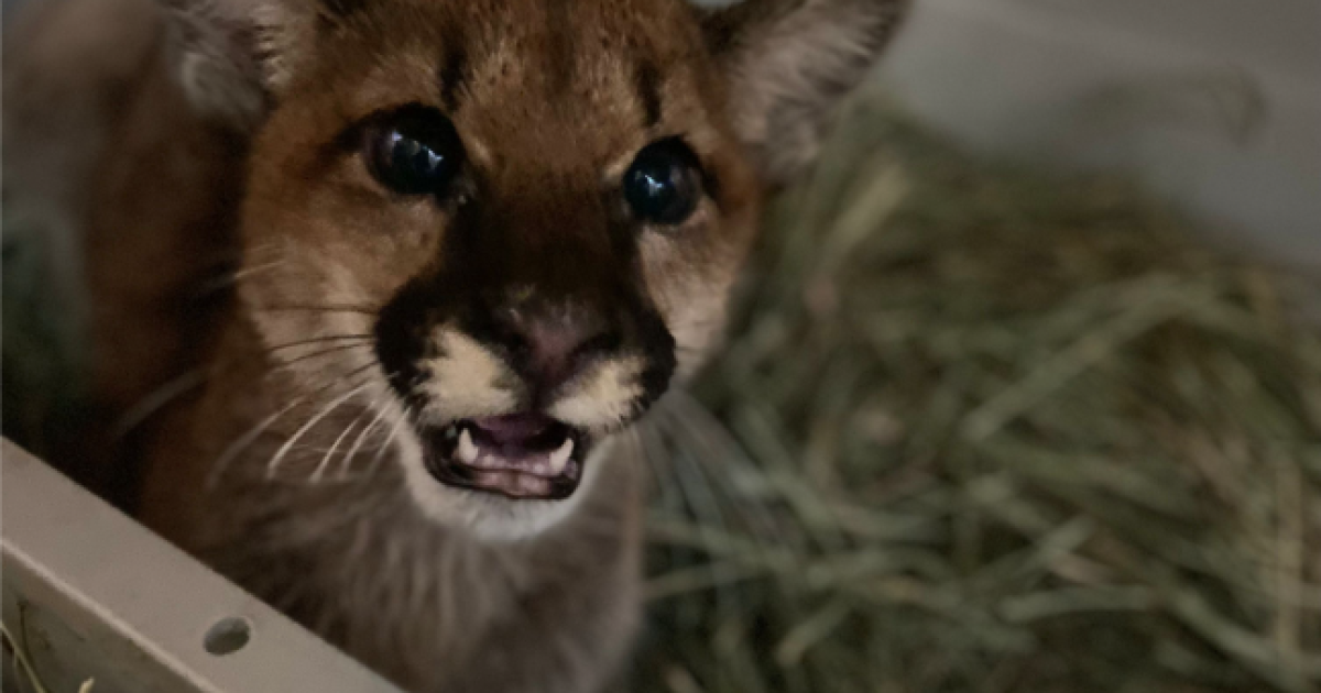 Mountain lion cubs Holly and Hazel becoming friends and building their fan base