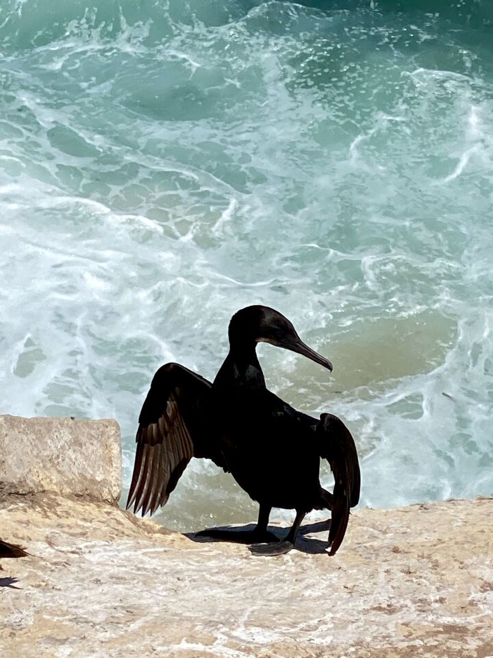 Helen Starkweather cormorant Cove.jpg