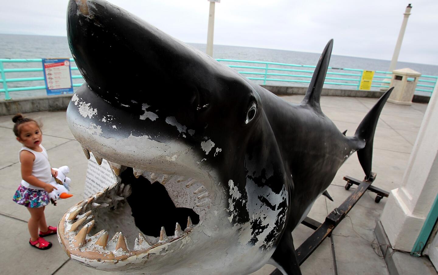 A child looks at a life-sized model of a great white shark outside the Roundhouse Aquarium on the Manhattan Beach Pier as the Manhattan Beach City Council prepared to hear arguments over banning fishing at the pier in the wake of a great white shark attack on a swimmer earlier in July.