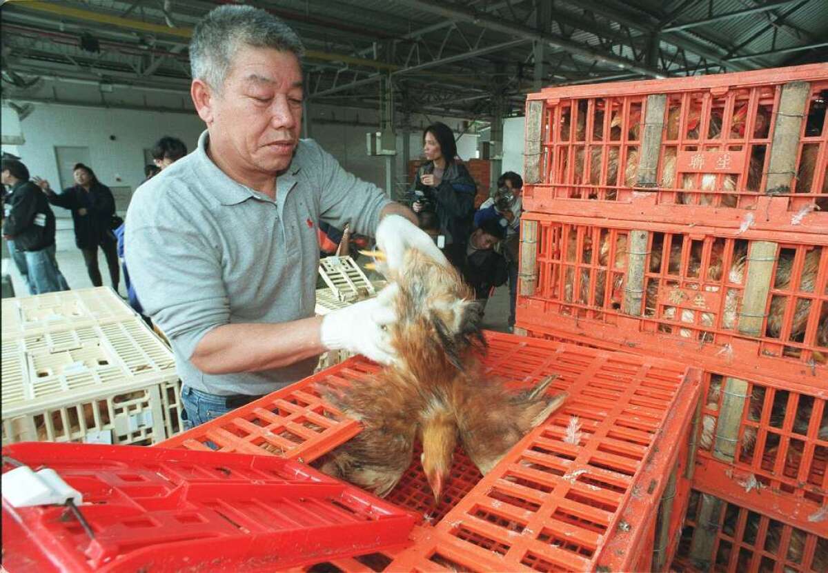 A new analysis of the evolutionary history of China's H7N9 bird flu finds that chickens contracted the virus from ducks, who got it from wild migratory birds.