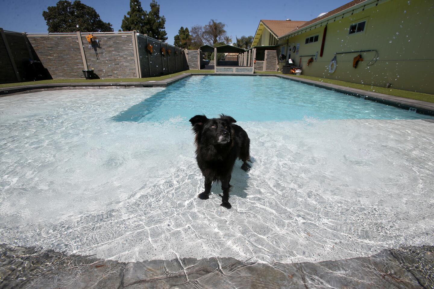 la-bone-adventures-new-swim-club-for-dogs-in-c-005