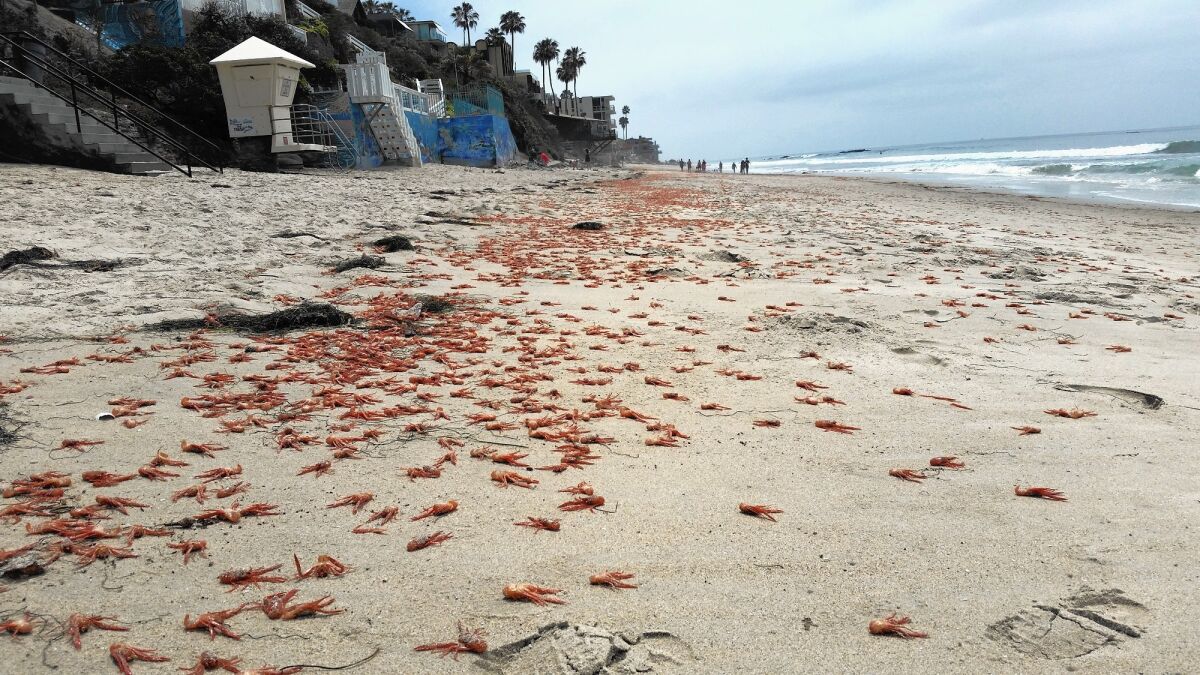 Red tuna crabs cover the beach below Cleo Street in Laguna Beach on Friday. Thousands of them have washed ashore in Orange County in the past week.