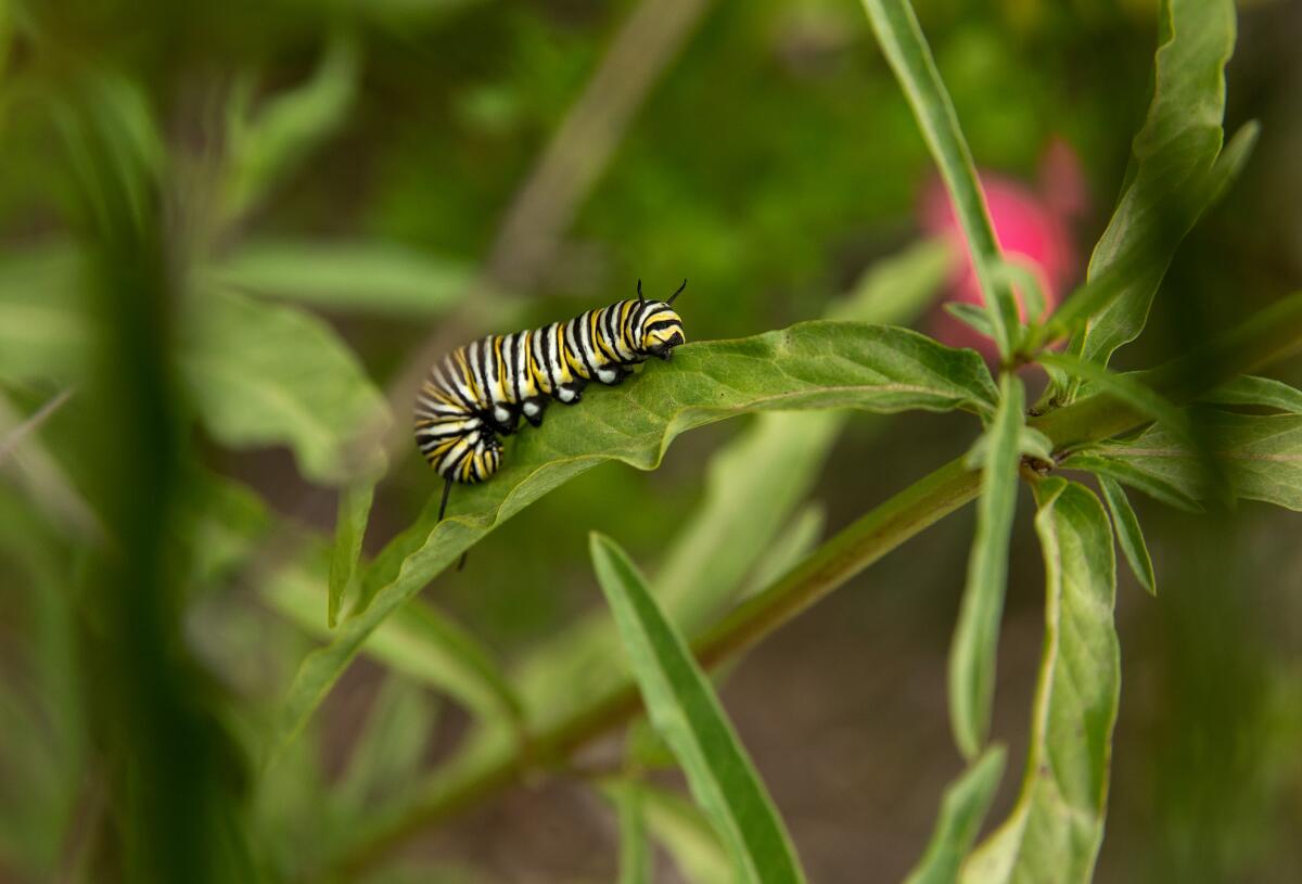 A fat monarch caterpillar with black, yellow and white stripes dines on narrow leaf milkweed.