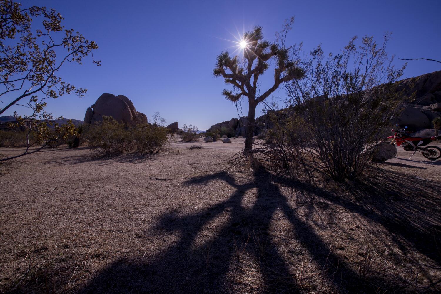 Fire risk closes section of Joshua Tree National Park over July 4 weekend