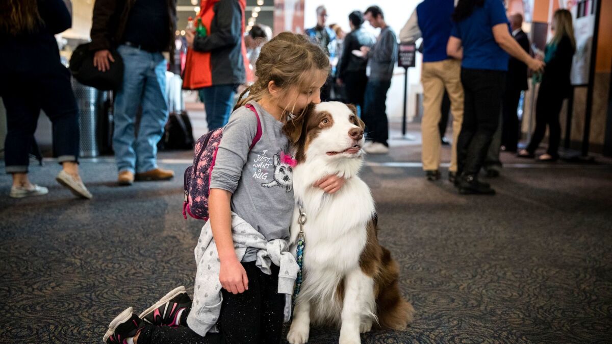 Savannah Ford, 7, of North Franklin, Conn., hugs therapy dog James, an Australian shepherd, at Bradley International Airport in Windsor, Conn., on Nov. 30. Such dogs are in at least 46 airports across the country.