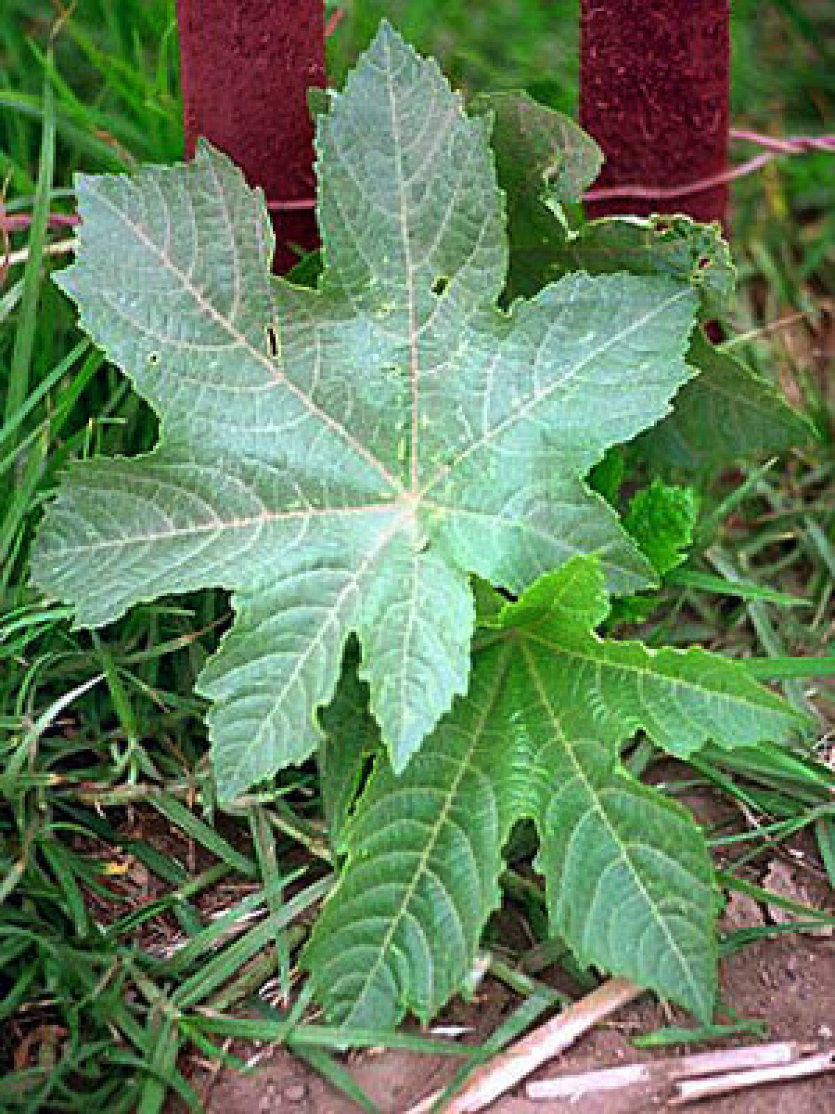Castor bean plants are beautiful but produce deadly seeds that contain the poison ricin.