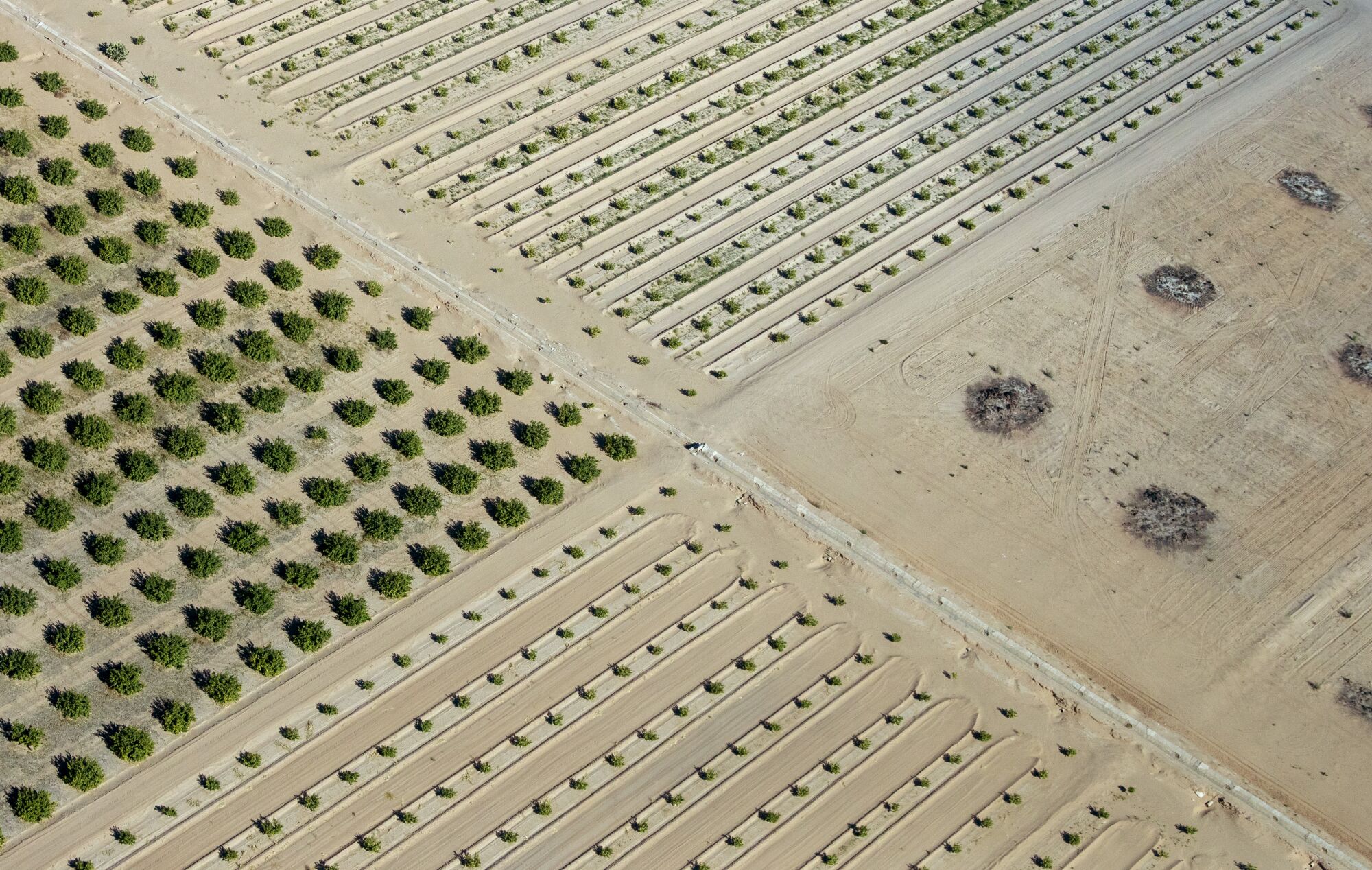 Seen from above, plants stand in neat rows on a desert farm.