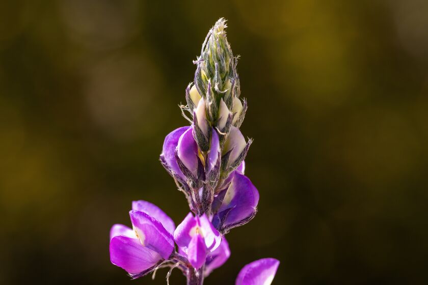 The Arizona lupine in bloom at Anza-Borrego Desert State Park.