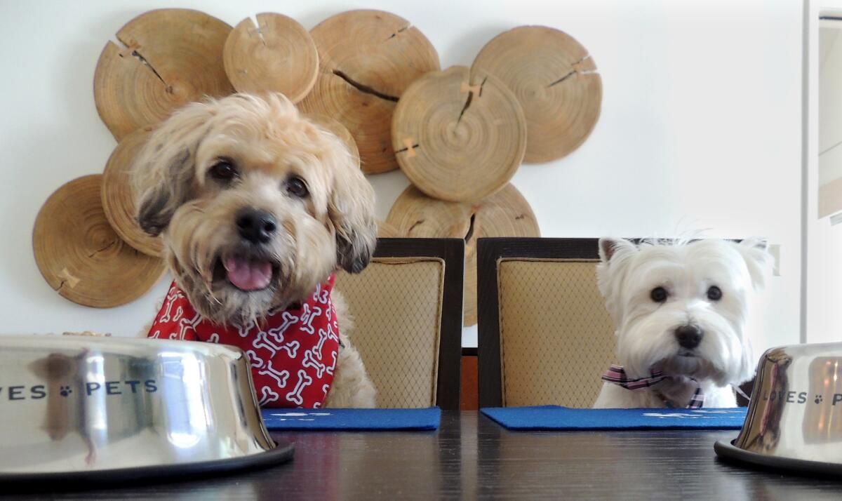 Darby the Wheaten terrier, left, and Lillie, the West Highland terrier, only had eyes for the salmon and steak dinners they were served at Loews Santa Monica Beach Hotel. Read the story.