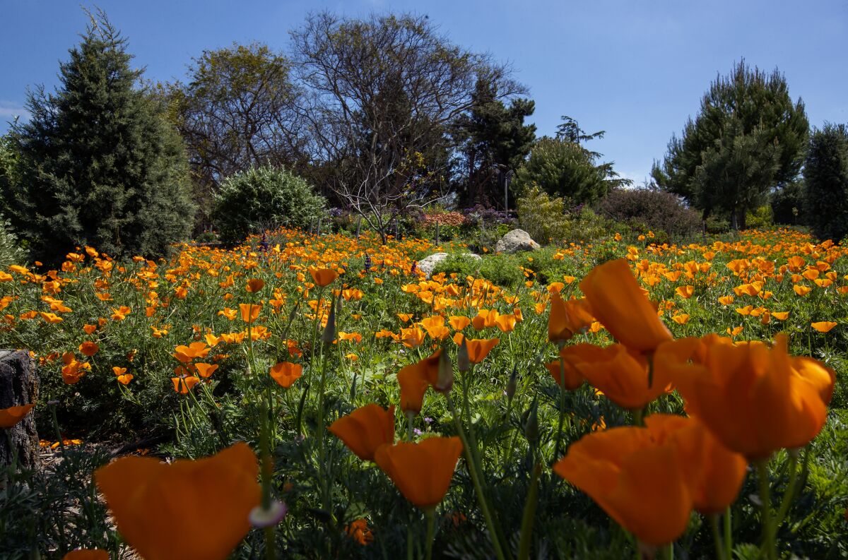 A field of California poppies is in full bloom at the Huntington Beach Urban Forest on Tuesday.