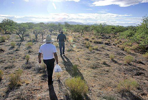 DESOLATION: Cesareo Dominguez, left, and Jose Lerma search the southern Arizona desert for the remains of Dominguezs daughter, Lucresia. After crossing the border June 19, she became dehydrated and was abandoned by smugglers.