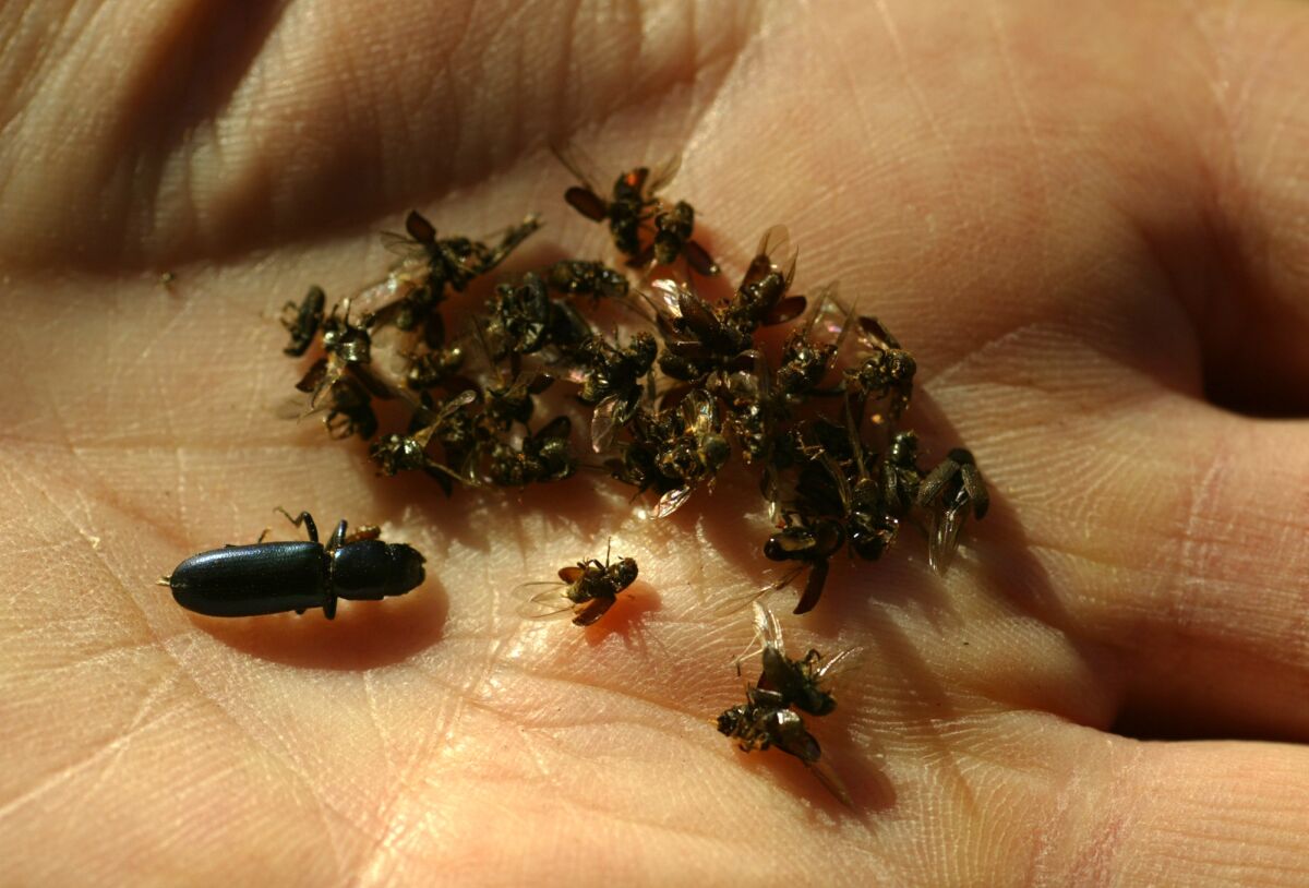 An example of dead western pine beetles alongside a bark beetle, left, from a trap set in Barton Flats in San Bernardino.