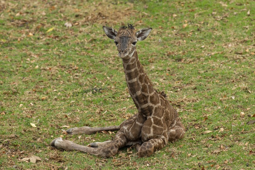 This undated photo provided by San Diego Zoo Wildlife Alliance shows a 2-day-old male Masai giraffe calf born at the San Diego Zoo Safari Park. "Following the birth, wildlife care specialists noticed that the calf's condition began to deteriorate, including difficulty standing and not nursing," the park said in a Facebook post Thursday, Jan. 20, 2022. The calf was given around-the-clock care at the park's veterinary medical center but his condition worsened and "the team made the compassionate decision to euthanize the calf," the park said. (San Diego Zoo Wildlife Alliance via AP)