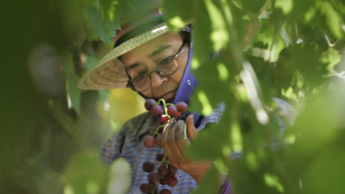 Consuelo Nuño picks grape at a Delano, Calif. vineyard in July 2005.