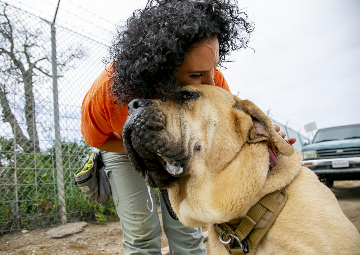 OCHS volunteer Dina Keirouz gives some love to Moose, an English Mastiff up for adoption at the shelter. 