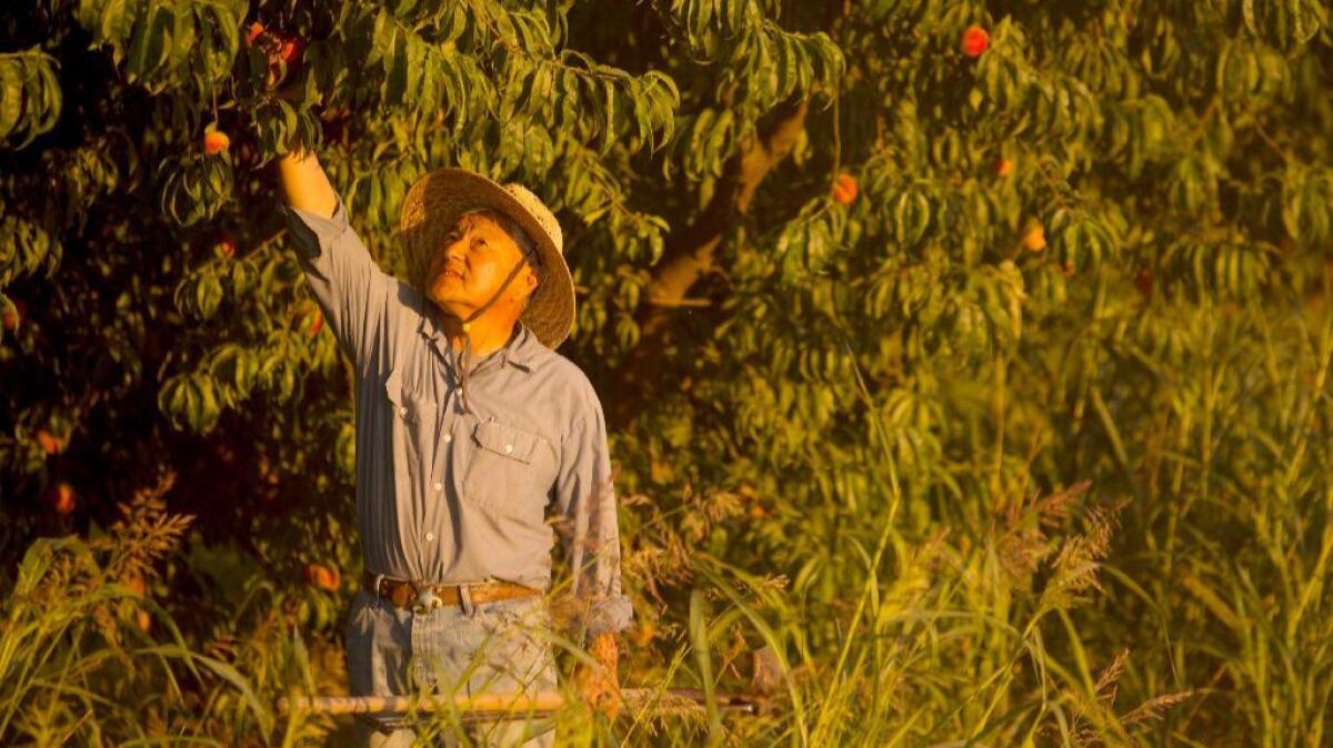 Author and organic farmer David "Mas" Masumoto picks a peach on his organic farm 20 miles south of Fresno.