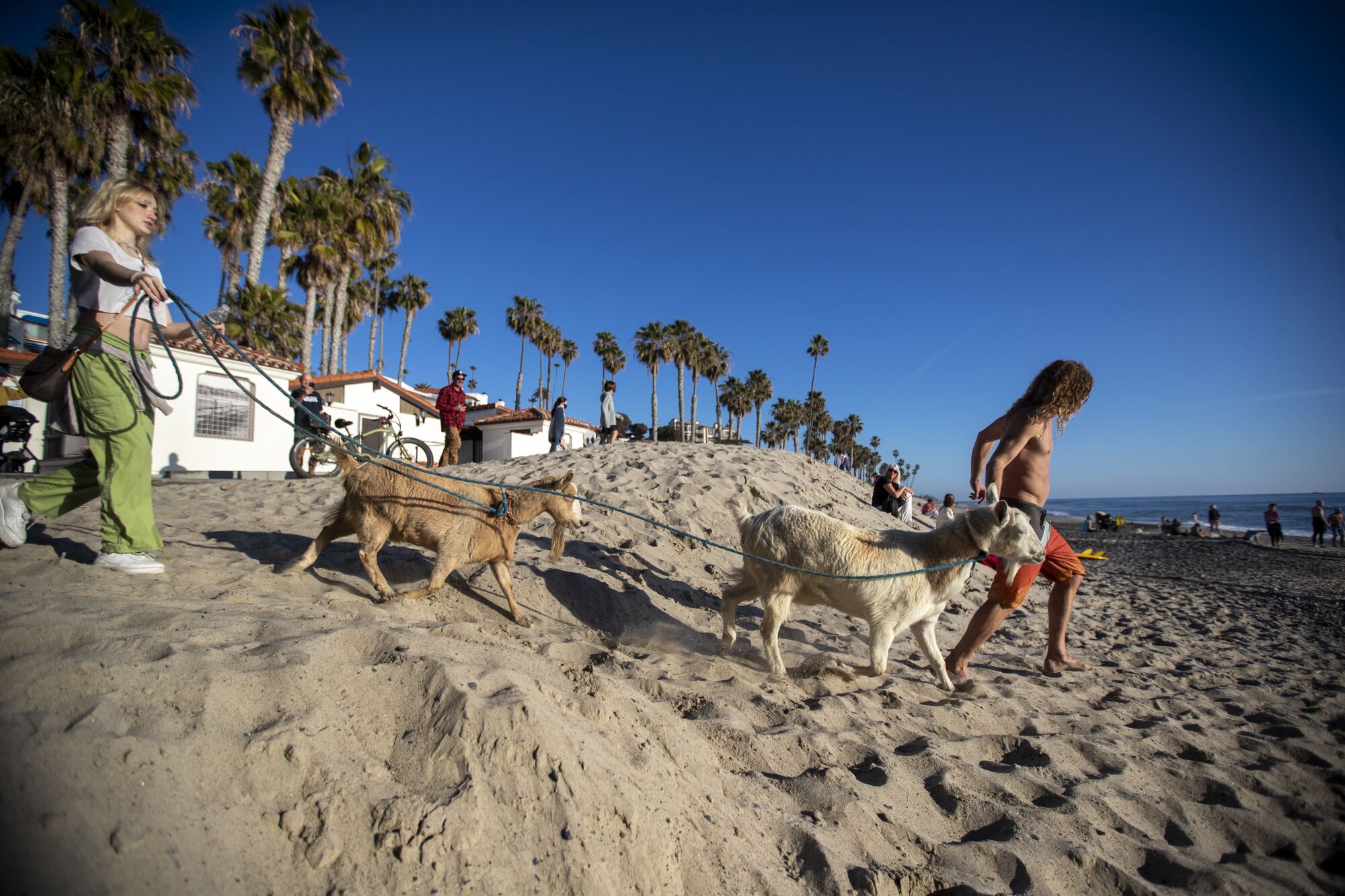 People with goats on the beach.