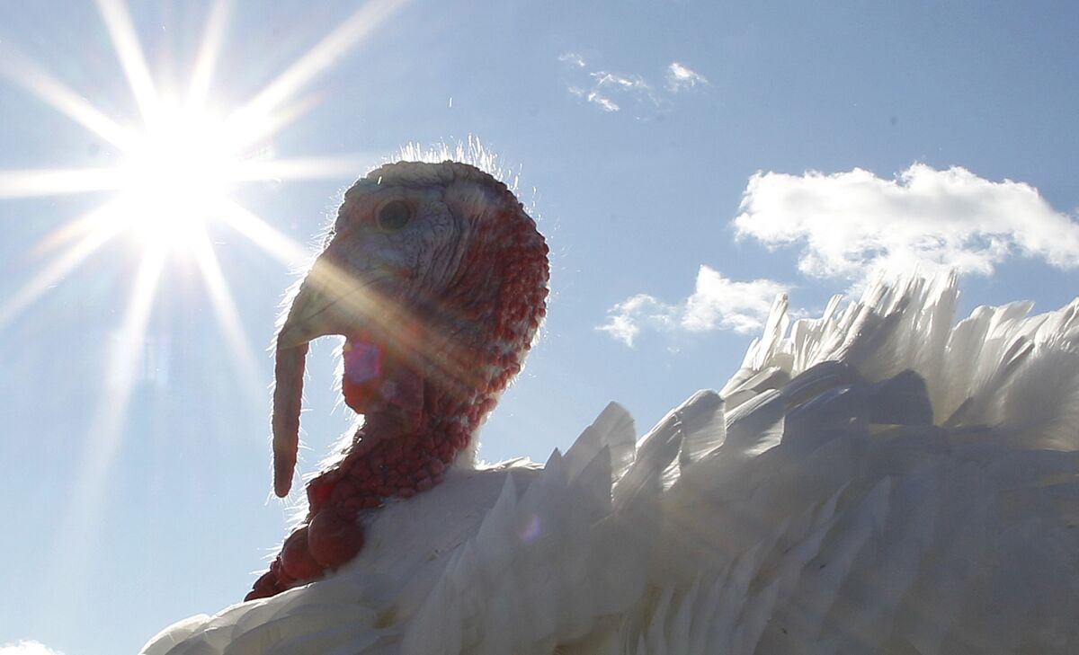 A tom turkey with the sun behind it