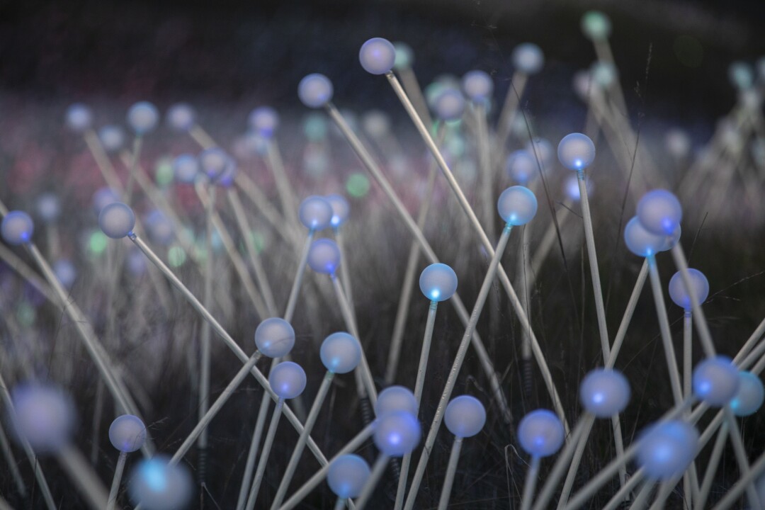 Paso Robles' field of gleams reopens today 14 A close look at the optic fibers.