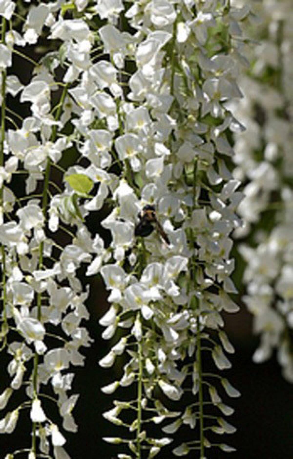 Many plants are blooming at once after a long winter, concentrating allergens in the air.