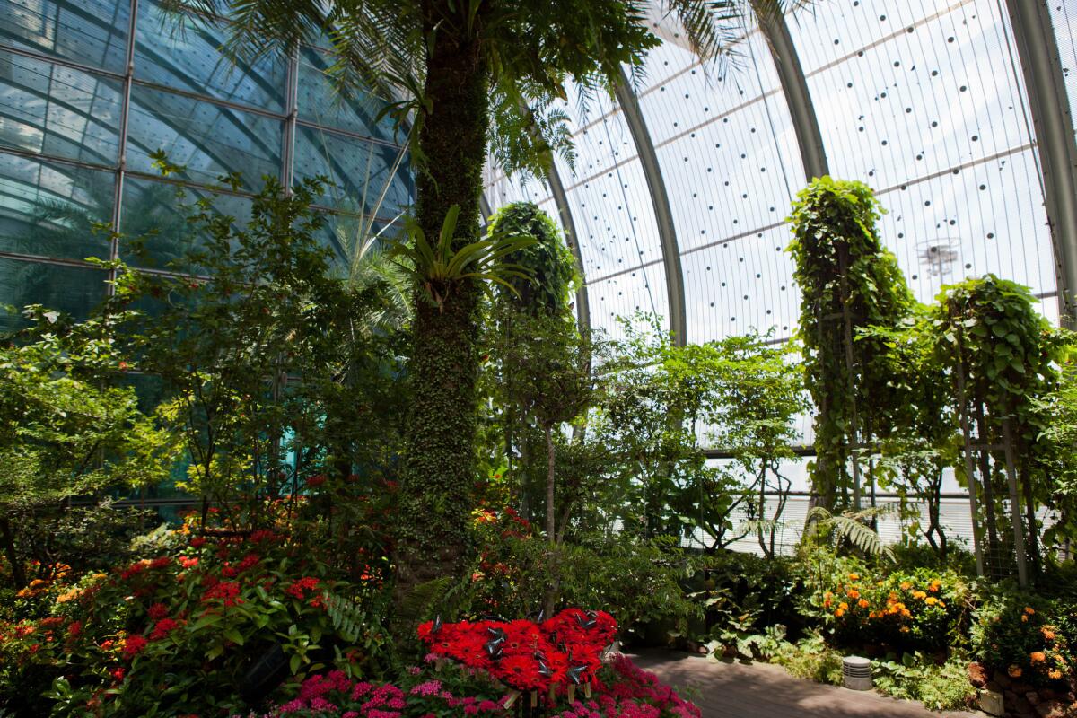 Believe it or not, this is an airport scene. The butterfly garden at Terminal 3 in Singapore's Changi Airport is designed to be a nature retreat for passengers.