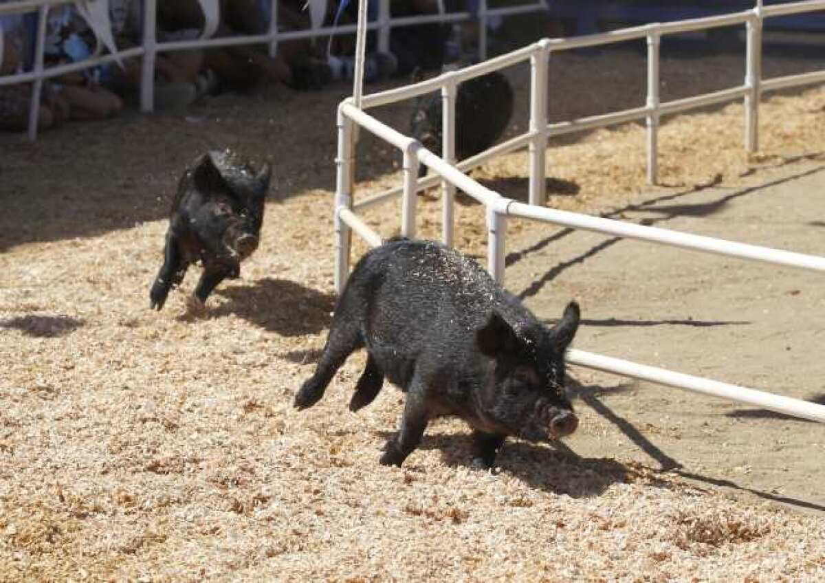 Pig races and pig scrambles are staples at many county fairs. Pictured above, three American guinea hogs race around the track during pig races at the Orange County Fair in 2011.